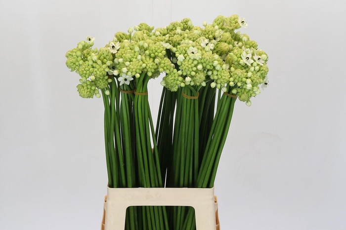 <h4>Ornithogalum Saundersiae</h4>