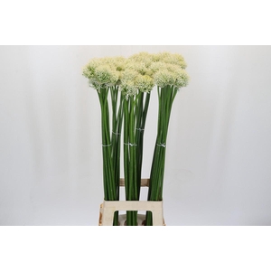 Allium Mount Everest