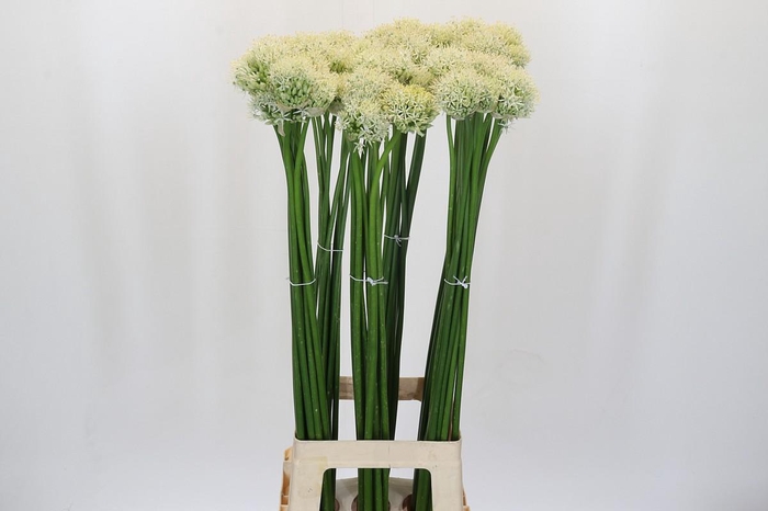 <h4>Allium Mount Everest</h4>