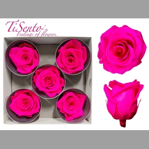 ARR ROSA POT H%