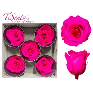 ARR ROSA POT H%