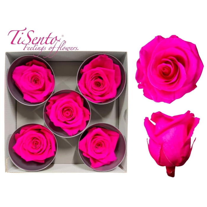 <h4>ARR ROSA POT H%</h4>