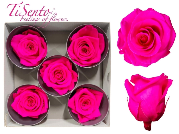 <h4>ARR ROSA POT H%</h4>