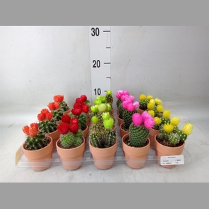 Cactus   ...decorated