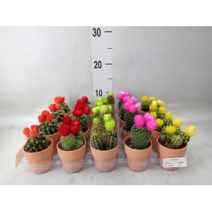 Cactus   ...decorated