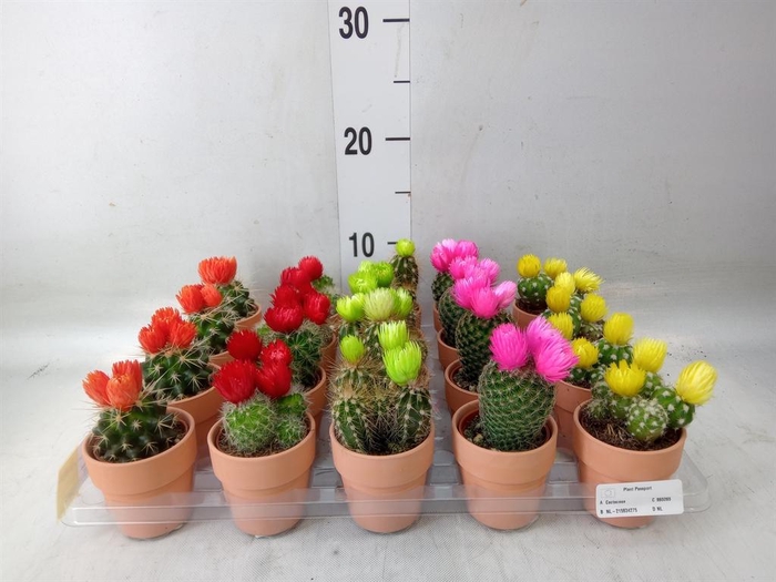 <h4>Cactus   ...decorated</h4>