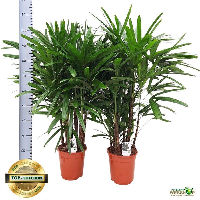 <h4>RHAPIS EXCELSA</h4>