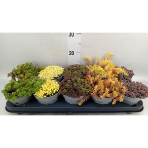 Sedum   ...