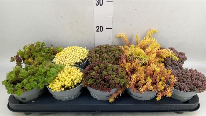 <h4>Sedum   ...</h4>