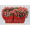 Hypericum Sweet Romance