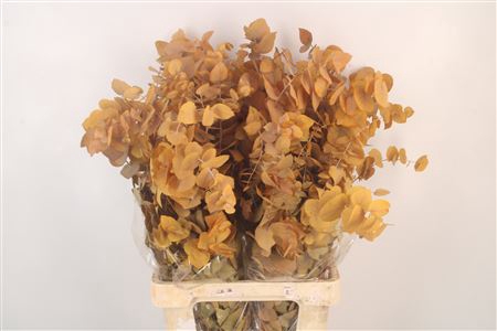 <h4>Stabi Stuartiana Yellow Per Bunch</h4>