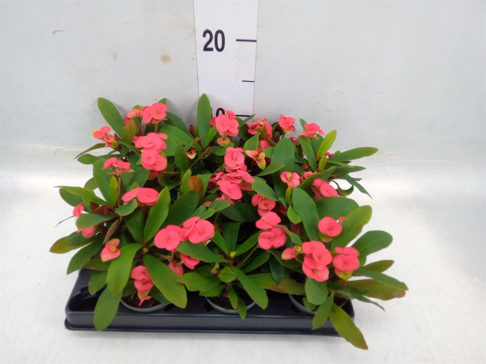 <h4>Euphorbia milii   ...</h4>