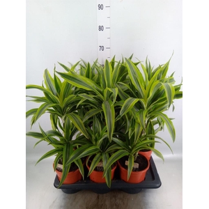 Dracaena fr de 'LemonLime'