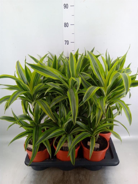 <h4>Dracaena fr de 'LemonLime'</h4>