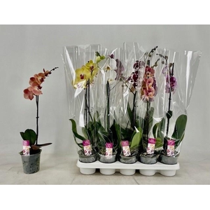PHAL GEM