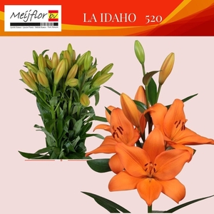LI LA IDAHO