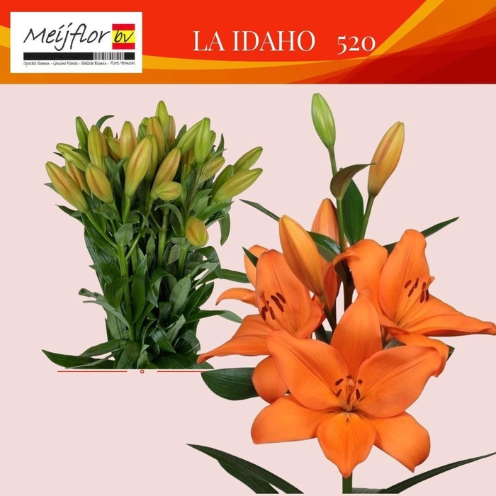 <h4>LI LA IDAHO</h4>