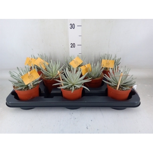 Senecio   ...