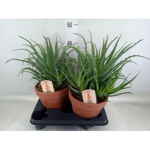 Aloe arborescens