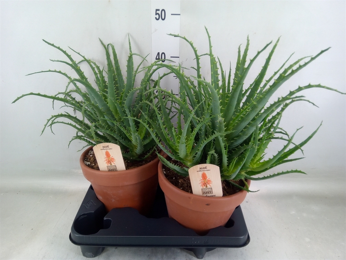 <h4>Aloe arborescens</h4>