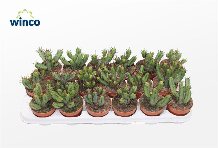 <h4>Euphorbia Enopla</h4>