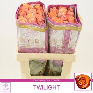 Rosa gr Twilight@