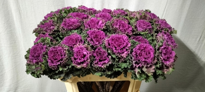 <h4>BRASS CRANE RU RED</h4>