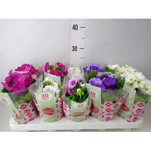 Primula obcon. 'SwKiss Amore'  .mix