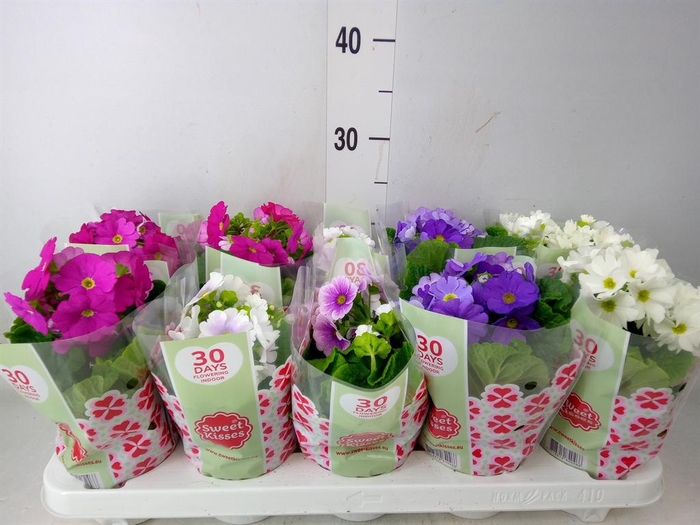 <h4>Primula obcon. 'SwKiss Amore' .mix</h4>