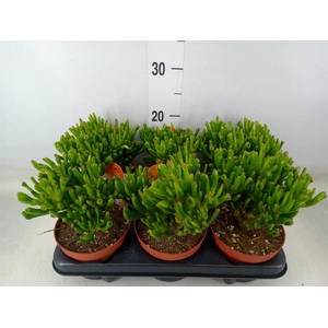 Crassula ovata 'Horn Tree'