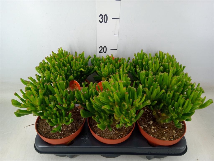 <h4>Crassula ovata 'Horn Tree'</h4>