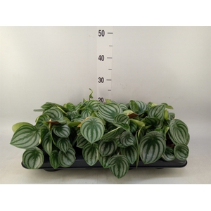 Peperomia argyreia
