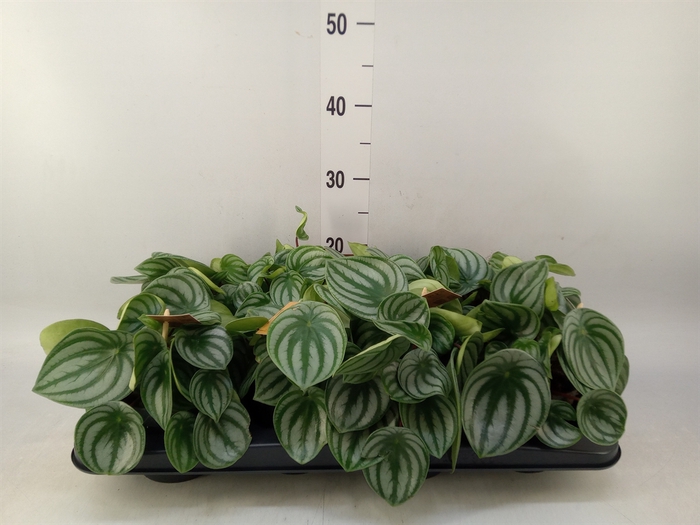 <h4>Peperomia argyreia</h4>