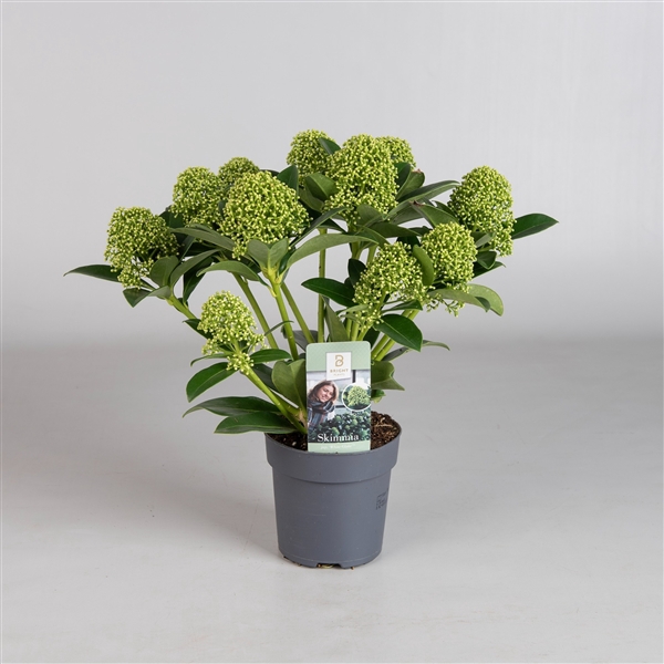 <h4>Skimmia White Globe 4-6</h4>