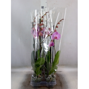 Phalaenopsis  'Elion'