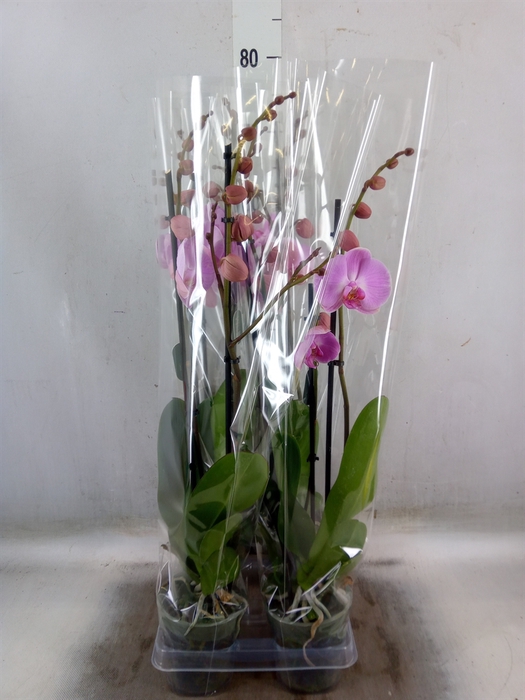 <h4>Phalaenopsis  'Elion'</h4>