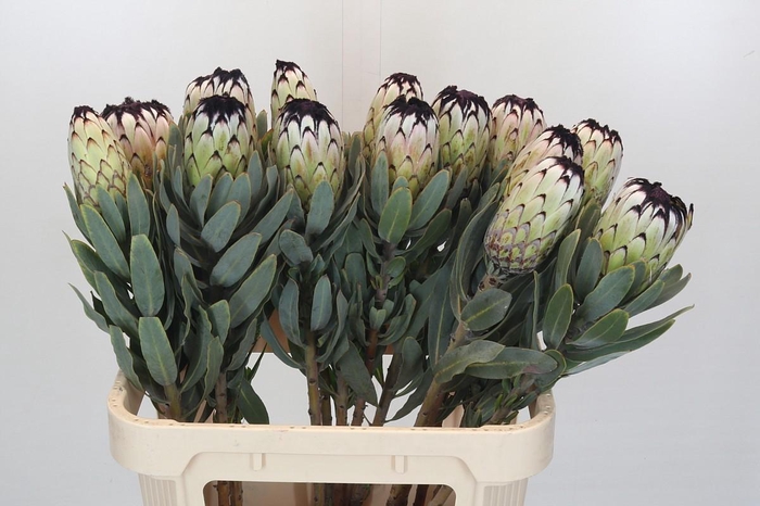 Protea Niobe
