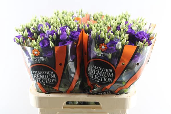 <h4>Eust G Rosita Blue</h4>