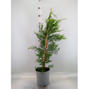 Cupressus   ...