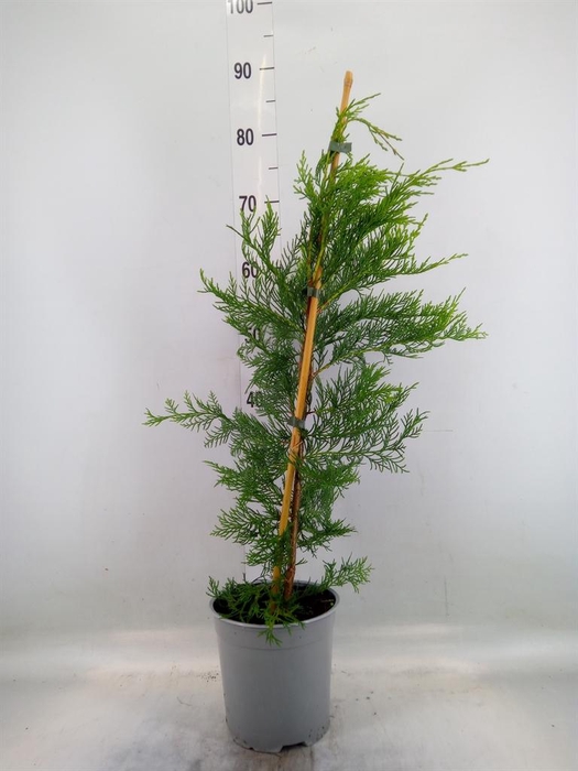 <h4>Cupressus   ...</h4>