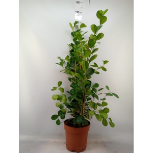 Ficus microcarpa 'Moclame'