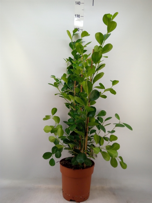 <h4>Ficus microcarpa 'Moclame'</h4>