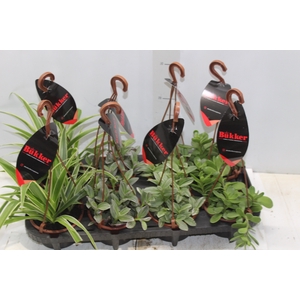 PLANTA ORNAMENTAL C13 VARIADO