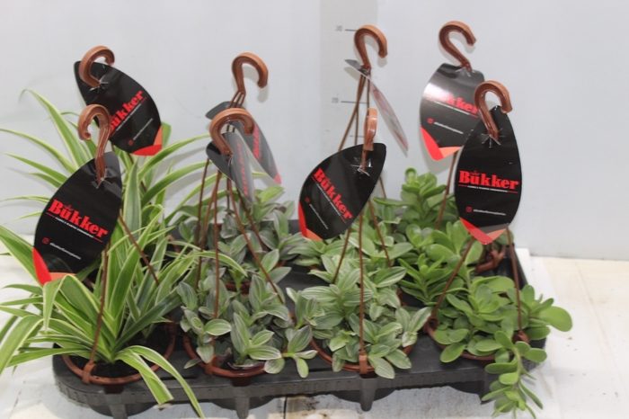 <h4>PLANTA ORNAMENTAL C13 VARIADO</h4>