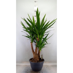 Yucca elephantipes   ...