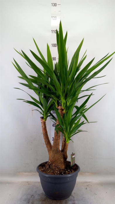 <h4>Yucca elephantipes ...</h4>