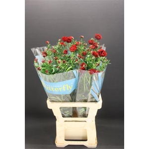 Ran Butterfly Hades 70cm