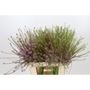 Allium Schubertii