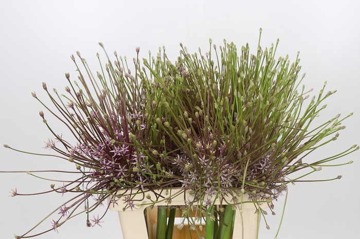 <h4>Allium Schubertii</h4>