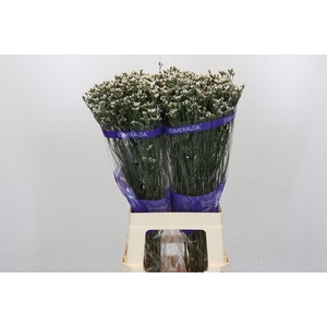 Limonium sinensis White Diamond
